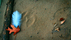 Sand feathers Beaches
