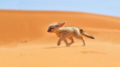 sand fox desert Animals nature fennec Mammals