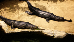 Sand Indian Gharial Reptiles