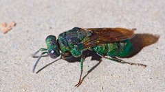 Sand Metallic iridescence hymenopthera