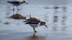 Sand nature Birds Beaches depth of field sea birds