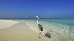 Sand ocean Birds Beaches herons