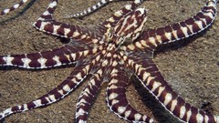 Sand ocean octopuses Cephalopod