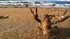 Sand ocean shrimp waves