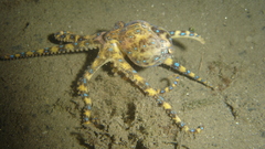 Sand octopuses underwater
