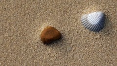 Sand pebbles seashells pebble