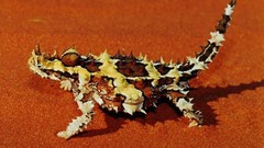 Sand Reptiles lizards thorny lizard