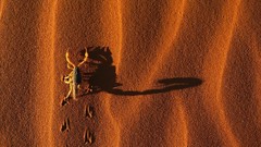 Sand scorpions footprint wildlife deserts