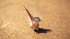 Sand seashells