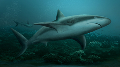 Sand shape shark Art