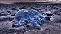 Sand shore jellyfish Beaches