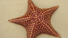 Sand starfish Aquarium and