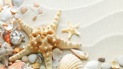 Sand starfish white sand seashells