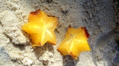 Sand sun Cameras Beaches fruits phonograph playa