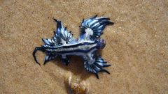 Sand underwater sea slugs