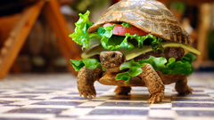 Sandwiches funny turtles hamburgers