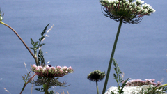 Sardinia shoreflowers high