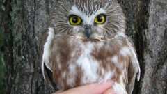 Saw whetowls bird