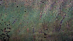Scales macro Reptiles