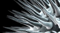 Scanning Electron Micrograph