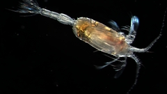 Scaphocalanus acrocephalus male hopcroft