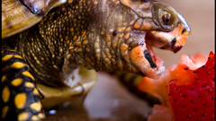 Schildpad few months ago