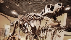 Science Dinosaurs fossil Tyrannosaurus Rex