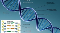 Science DNA