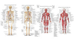 Science medicine anatomy illustrations
