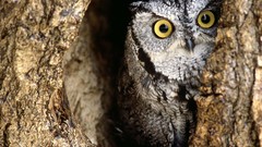 Screech owl he watching