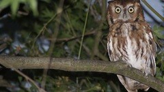 Screech owl high bird