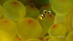 Sea anemones clownfish Sea Life
