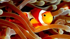 Sea anemones underwater fish