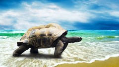 Sea Animals Beaches tortoises
