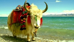 Sea Animals ocean Beaches yak