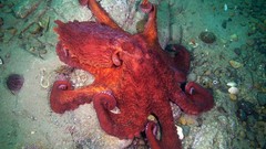 Sea Animals ocean underwater octopuses Alexander Semenov