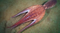 Sea Animals ocean underwater octopuses Alexander Semenov