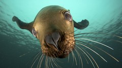 Sea Animals underwater British Columbia sea lions cgi