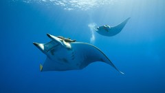 Sea Animals underwater manta ray