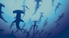 Sea Animals underwater Sharks Hammerhead Shark