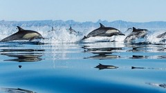 Sea Animals water ocean Dolphins Jumper Animal Collective