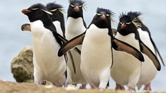 Sea Birds Penguins Rockhopper penguins