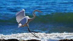 Sea Birds snowy egret egrets