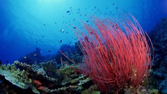 Sea coral whips