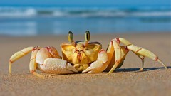Sea crabs Beaches crustacean