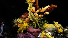 Sea cucumbers sea urchins