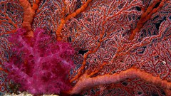 Sea fans coral coral reef