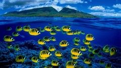 Sea fish Islands Hawaii bing tropical fish split-view