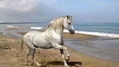 Sea grey andalusian