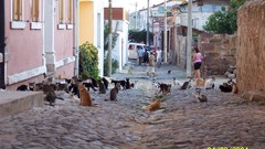 Sea Holidays Turkey Ayvalık Sarimsakli